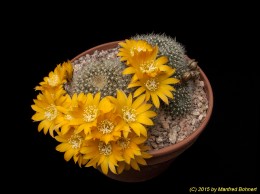 Rebutia krainziana J211 1844